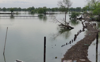Banjir Rob Kembali Rendam Pesisir Sedati, Ribuan Hektar Tambak Rusak