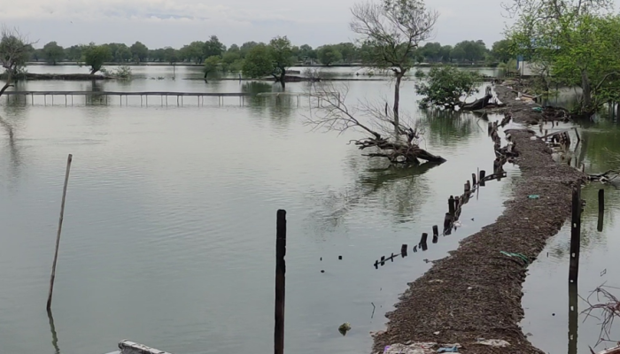 Banjir Rob Kembali Rendam Pesisir Sedati, Ribuan Hektar Tambak Rusak